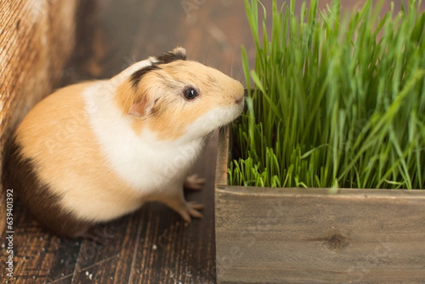 Fototapeta A guinea pig wants some grass