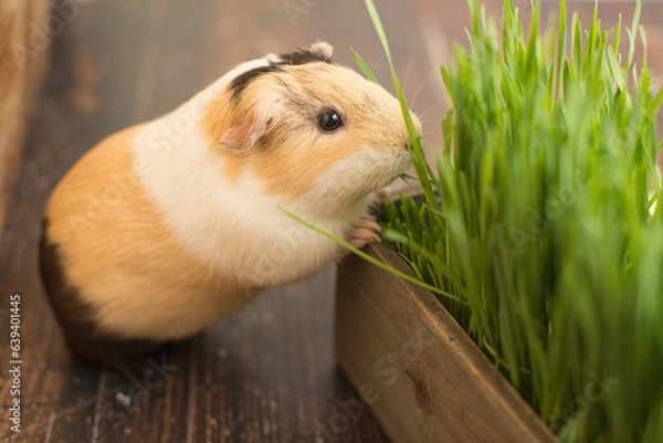 Fototapeta A guinea pig wants some grass