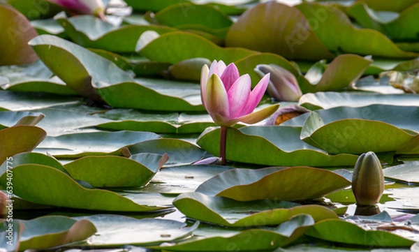 Obraz Flor acuática, nenúfar rosa.