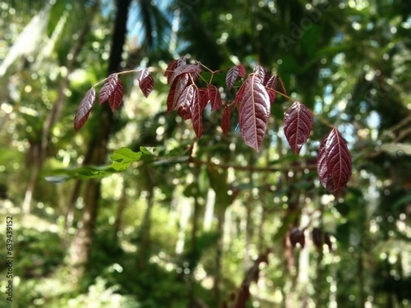 Obraz red young leaves hanging with the branch