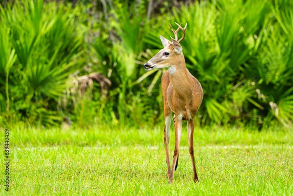 Fototapeta Deer in the woods