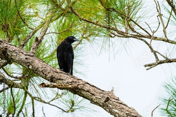 Obraz crow on a tree