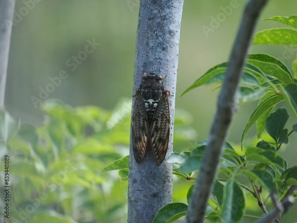 Obraz アブラゼミ