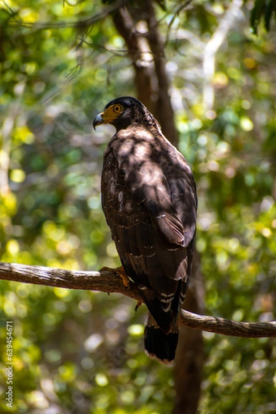 Fototapeta Crested Serpent Eagle, wilpattu National Park Sri Lanka, Closeup of the front of Crested Serpent Eagle