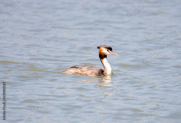 Fototapeta A Podiceps cristatus bird swimming on the water