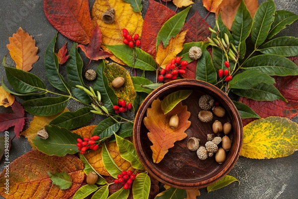 Obraz autumn still life, red and yellow leaves of different trees and acorns