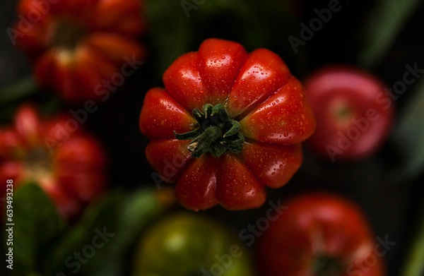 Obraz red ripe tomato on a dark background