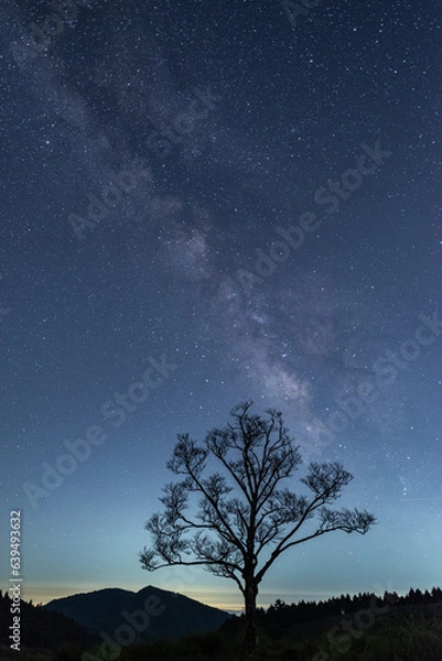Fototapeta 一本の木の上にかかる美しい天の川