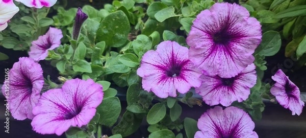 Obraz Blühende Balkonpflanze