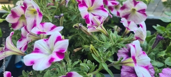 Obraz Blühende Balkonpflanze