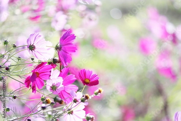 Fototapeta 秋の美しいコスモス畑