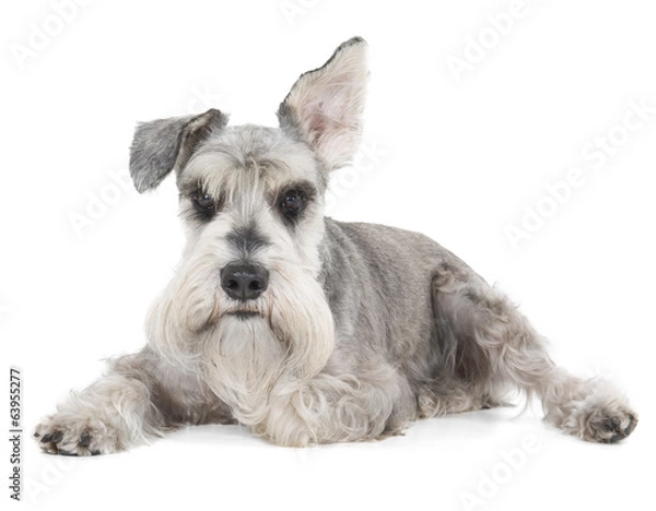 Fototapeta Miniature Schnauzer