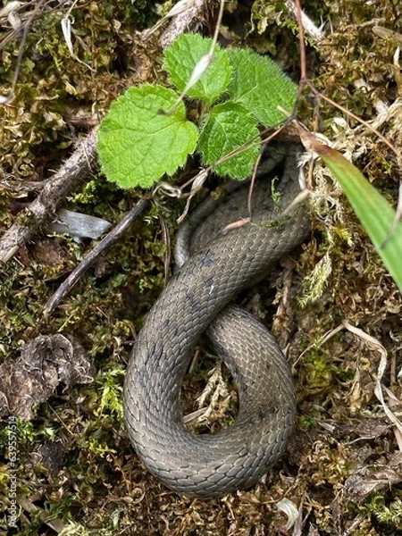 Fototapeta snake in the grass