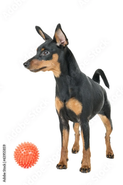 Fototapeta miniature pinscher