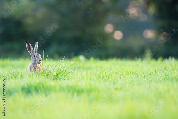 Obraz Wildlife photography ofhares with beautiful light on taken by a young photographer with huge respect of those incredible animals.