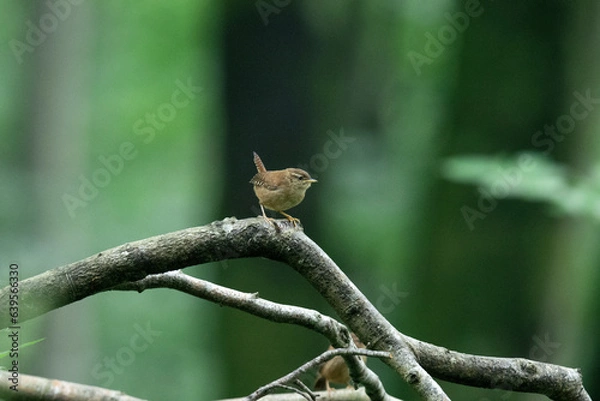 Obraz Wildlife photography of birds with beautiful light on taken by a young photographer with huge respect of those incredible animals.