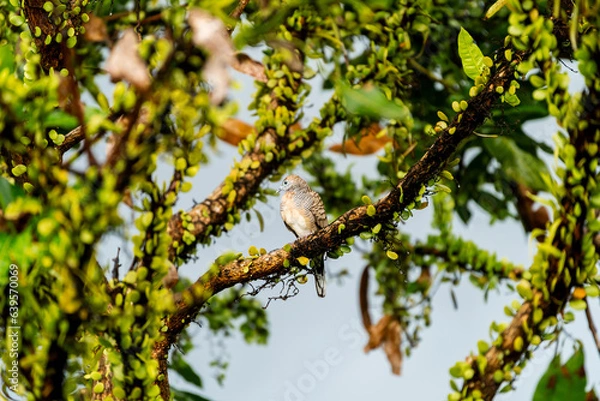 Obraz The striped turtledove sits on the branches of a tree covered with ants after rain, and looks very exotic.