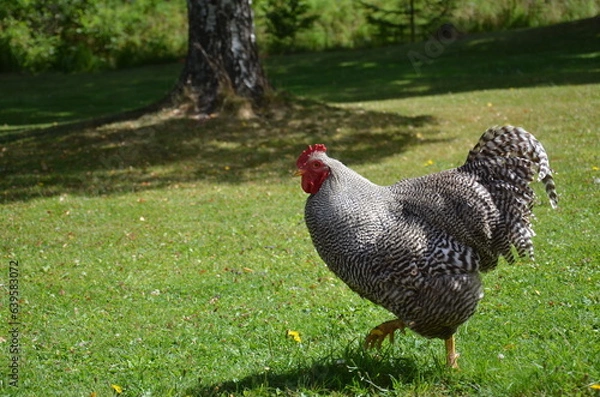 Obraz Hen walking on grass