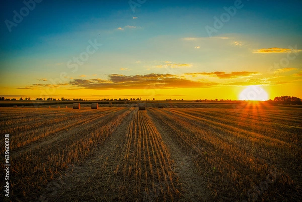 Obraz sunset over the field