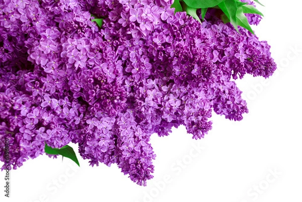 Obraz Syringa Lilac tło