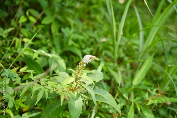 Fototapeta 白いイタドリの花