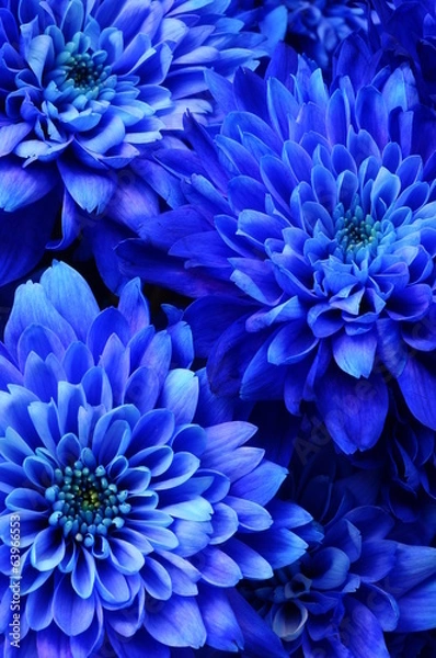 Fototapeta Macro of blue flower aster