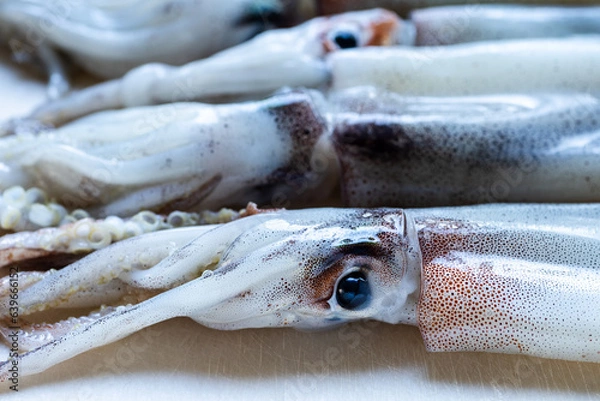 Obraz まな板の上の新鮮なイカ