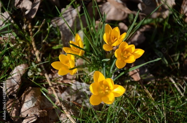 Obraz Crocus