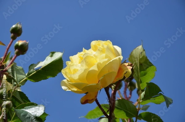 Obraz Yellow rose