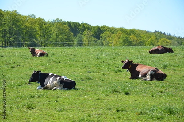 Obraz Cattles