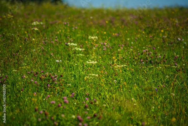 Fototapeta view of a field with meadow flowers