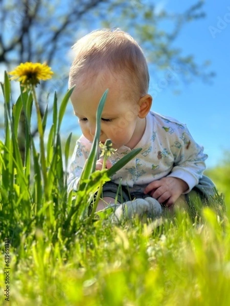 Obraz child with dandelions