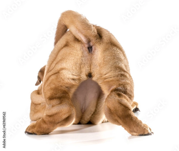 Obraz female dog bum