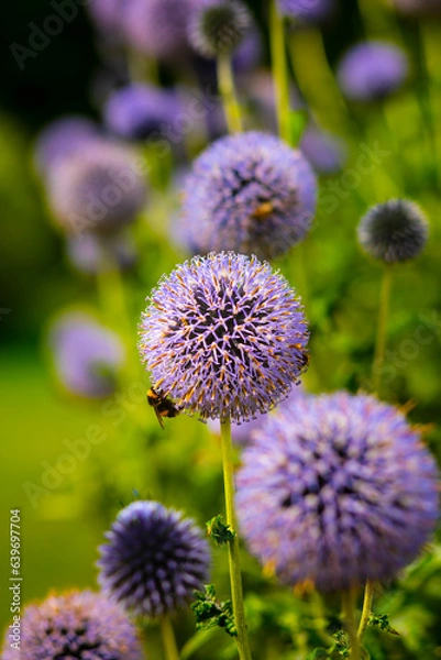 Obraz Purple Flowers against dark background close-up shot
