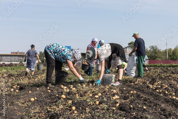 Fototapeta Potato plantation and farmers picking potatoes dug up by a tractor.Agroindustry and agribusiness.The concept of a successful agricultural business and a rich potato harvest.Harvest time.
