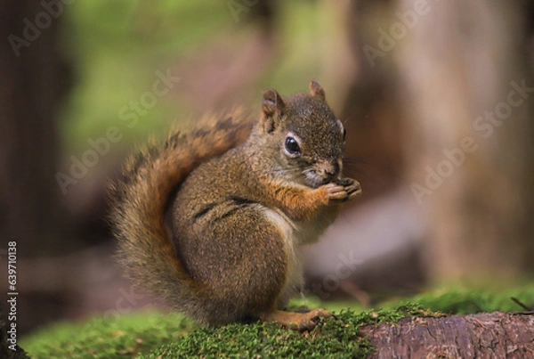 Obraz Squirrel having a Snack in the Forest
