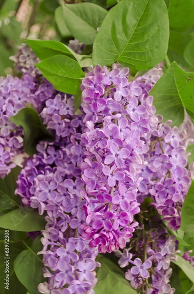 Obraz Syringa Lilac background