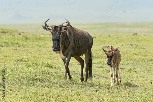 Obraz Tansania-Gnu-13553