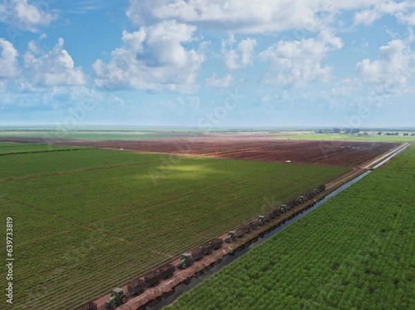 Fototapeta Sugar cane fields with tractors in Florida. Aerial view.