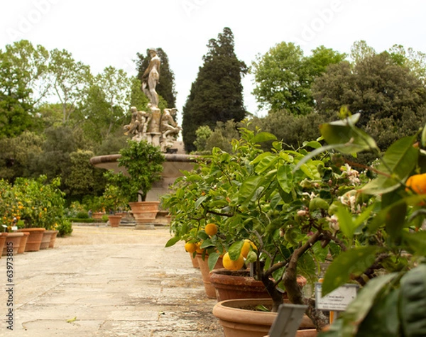 Obraz citrus trees in a garden