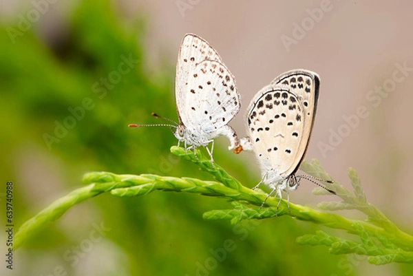 Obraz 나비의 사랑은 자연의 섭리