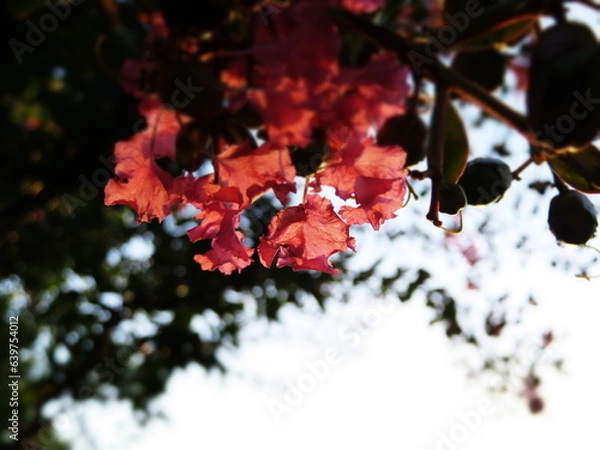 Fototapeta 夕暮れのサルスベリの花