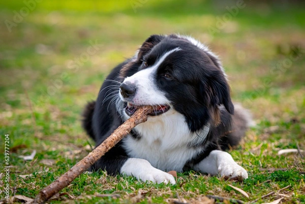 Fototapeta Border Collie puppy lying on the grass and chewing a stick