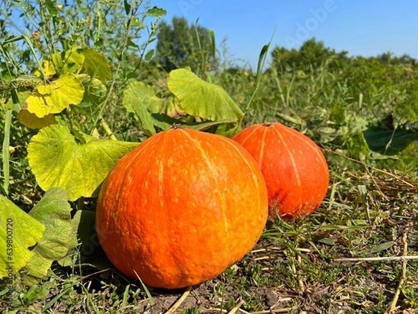 Obraz Pumpkins grow on a field.
