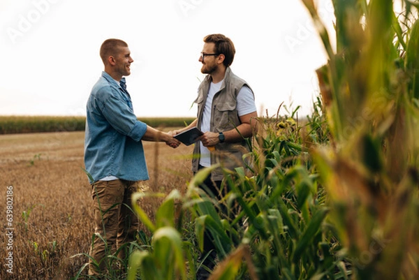 Fototapeta View form the corn field of two men shaking hands.