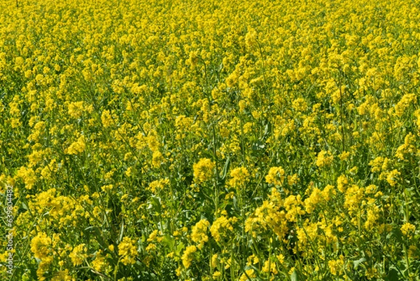 Fototapeta 菜の花