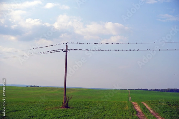 Fototapeta Harvested farm field. Beautiful clouds in the blue sky. horizon. Summer. August. A flock of starlings sits on wires