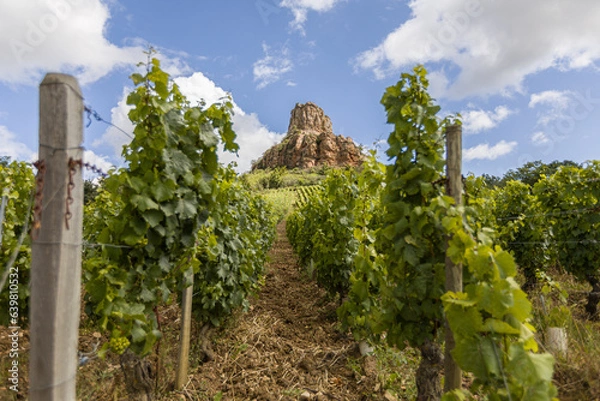 Obraz The Mâconnais is located in the south of Burgundy, it is the southernmost vineyard in the region.