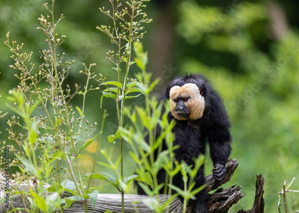 Obraz A day of monkey watching is more than just fun; it is educational and can sometimes even feel familiar. After all, monkeys are closely related to us human beings