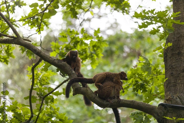 Obraz A day of monkey watching is more than just fun; it is educational and can sometimes even feel familiar. After all, monkeys are closely related to us human beings